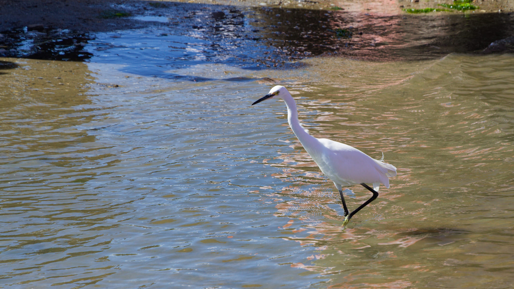 12-Ile Miyajima (5).jpg